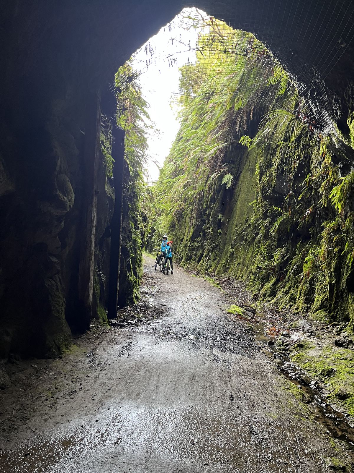 Timber Trail cycleway tunnel