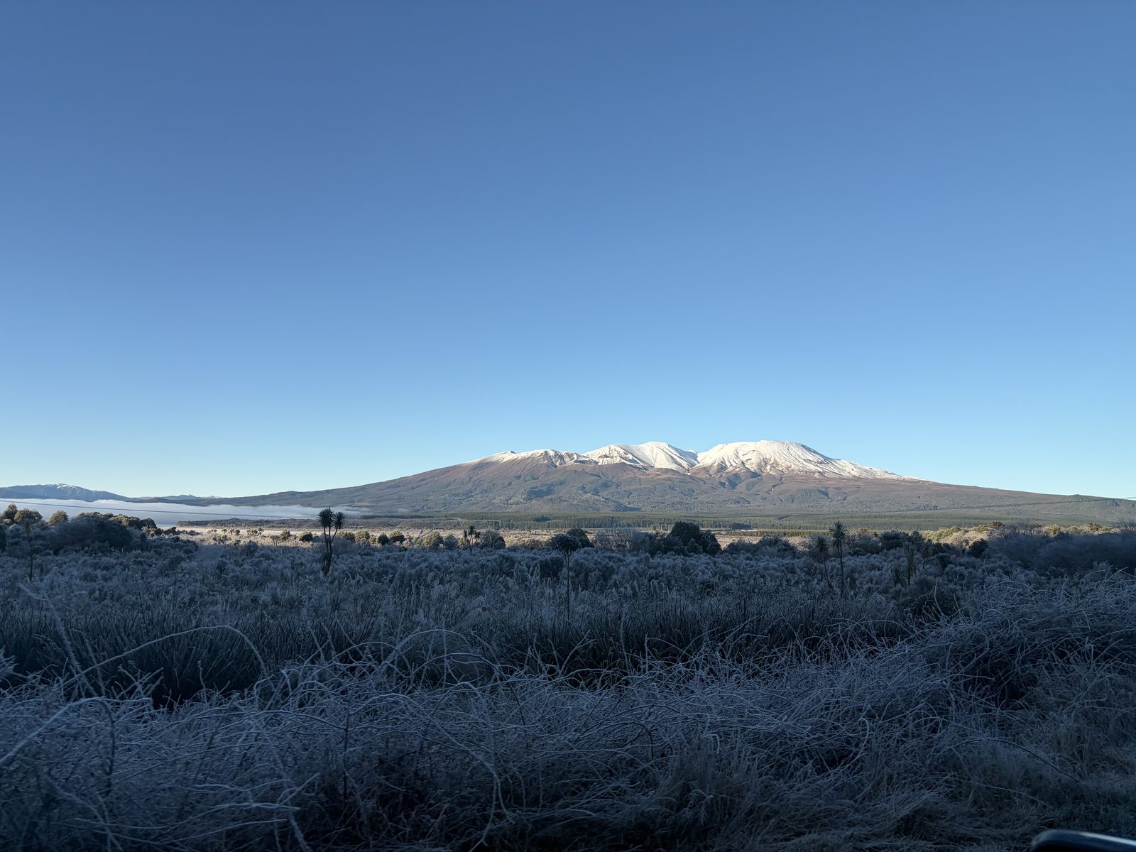 Frosty field with Mount Ruapehu