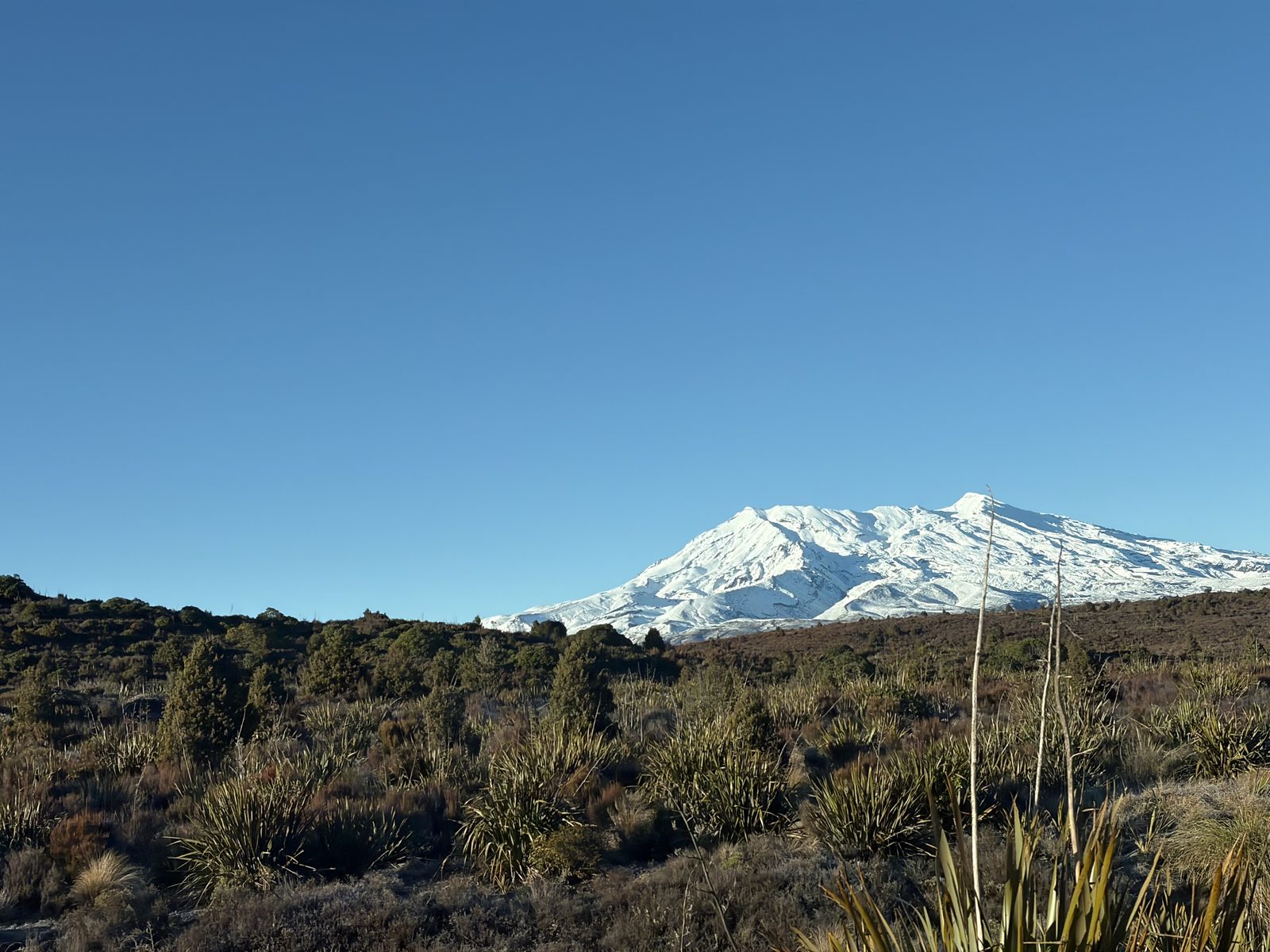 Full mountain range with tussock foreground