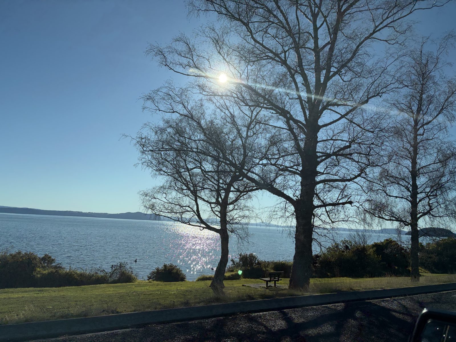Lake Taupo through the trees at golden hour